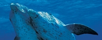 Dolphin: A 3D Adventure